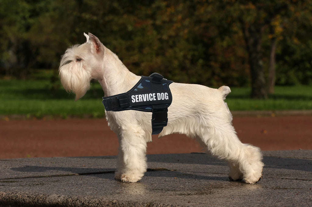 Cão de pelo branco com o arnês SafeWalk preto, visto de lado