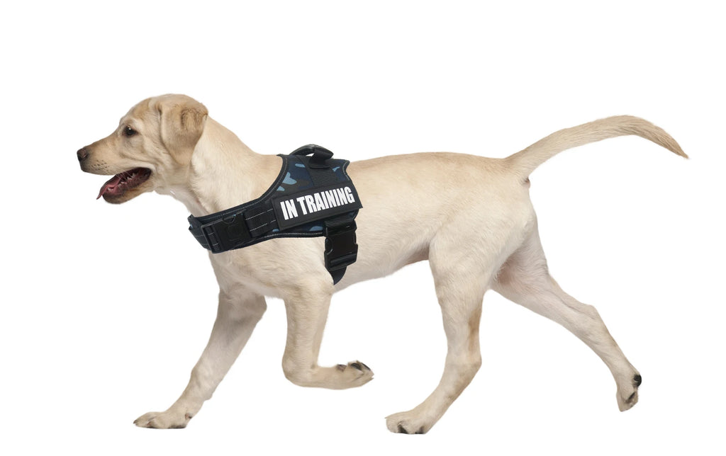 Cão jovem a caminhar com o arnês SafeWalk preto