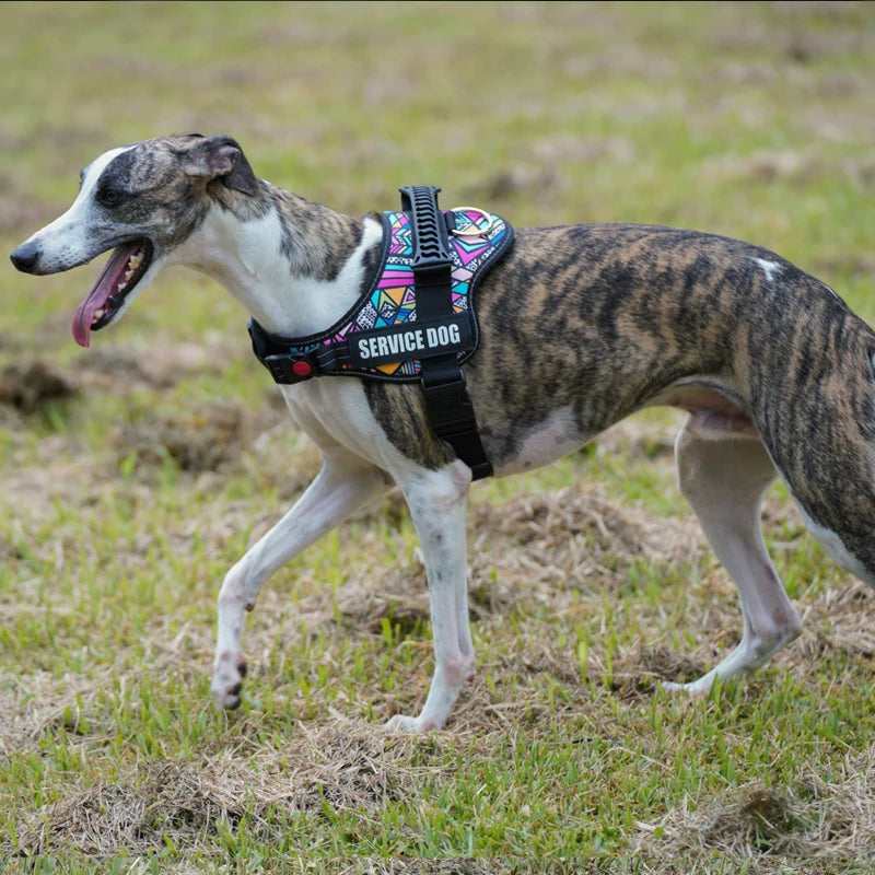 Cão num relvado a usar o arnês SafeWalk com padrão mosaico
