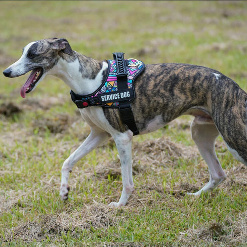 Cão num relvado a usar o arnês SafeWalk com padrão mosaico