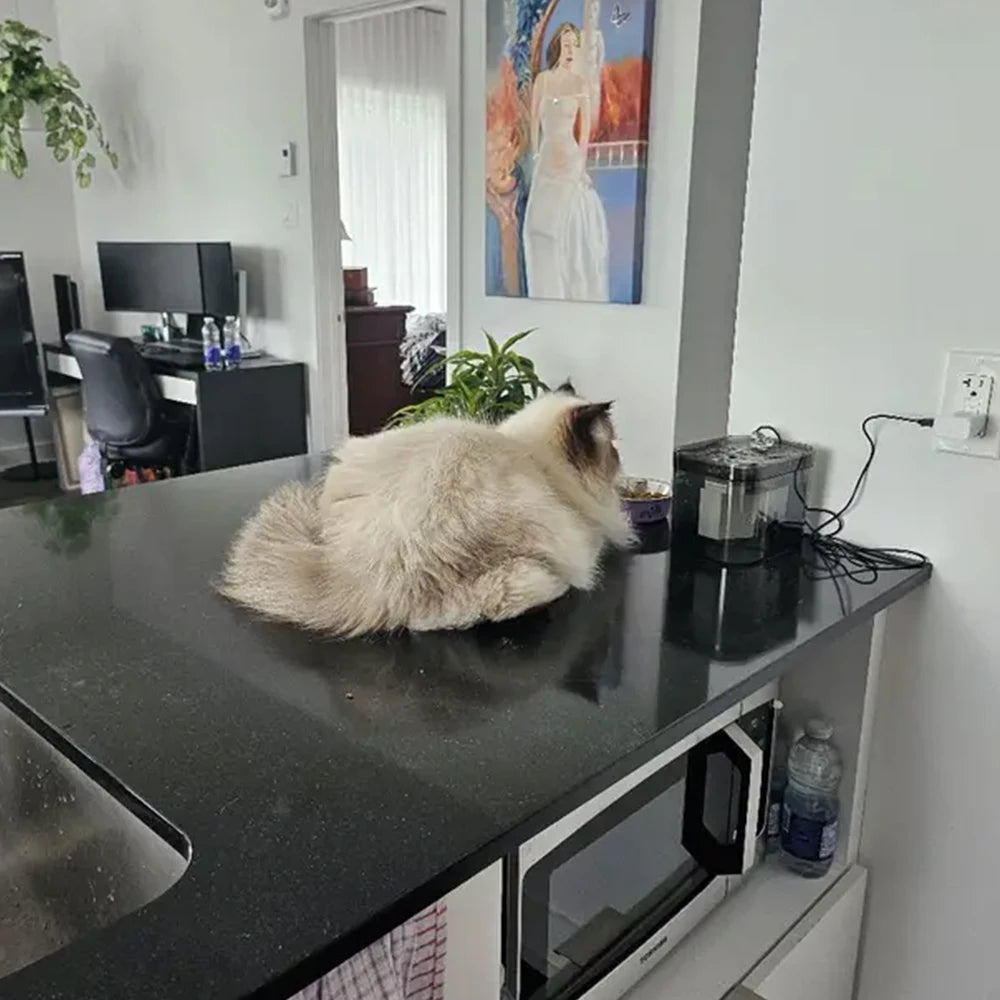 Gato deitado numa bancada de cozinha ao lado da fonte FreshFlow