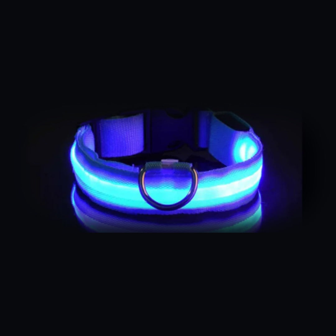 Coleira NightSafe azul com a luz acesa