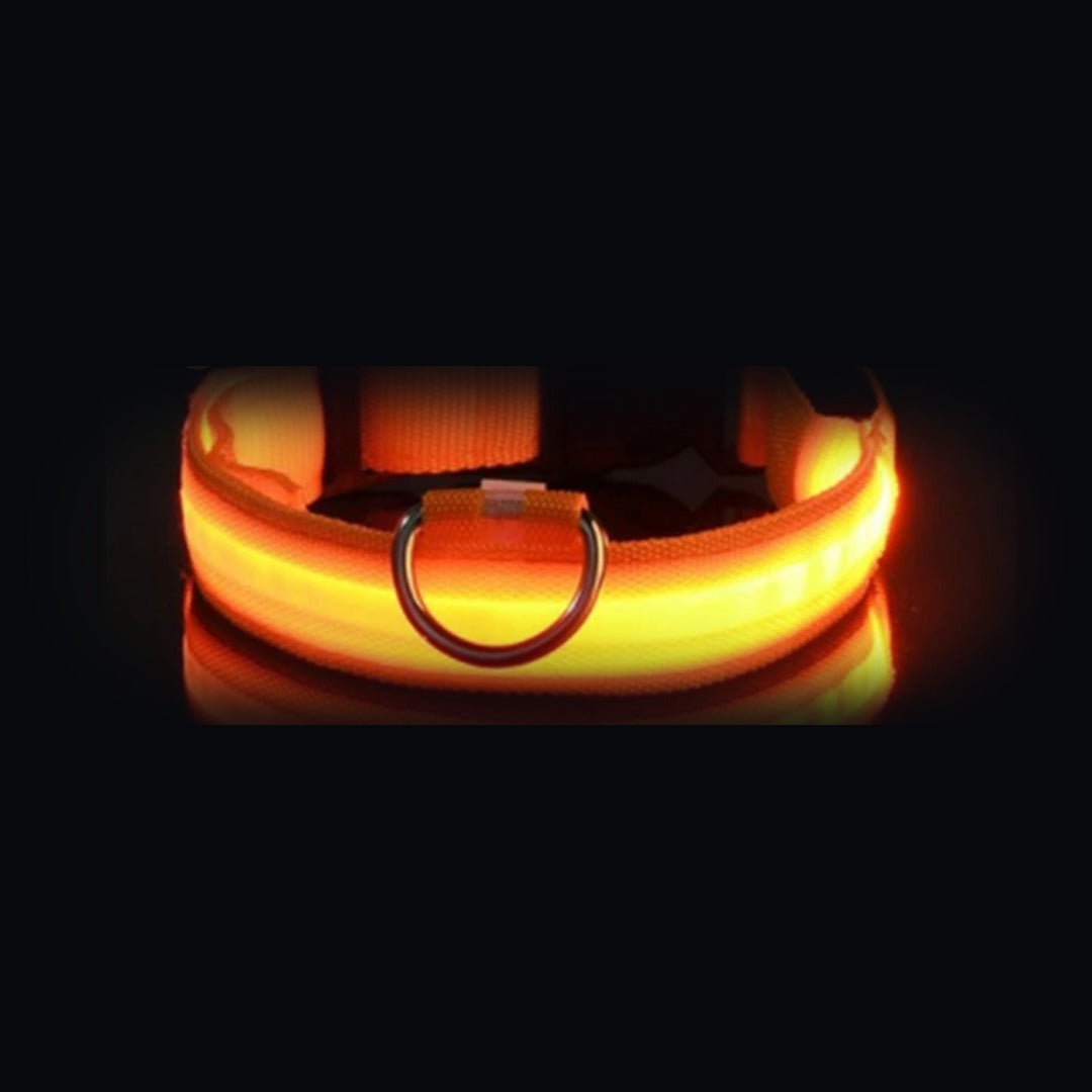 Coleira NightSafe laranja com a luz acesa