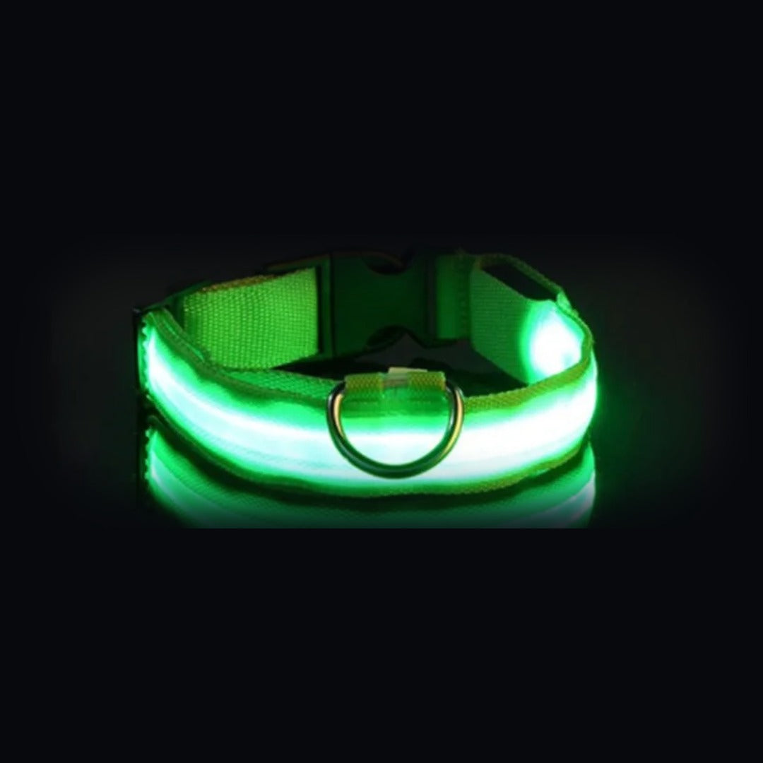 Coleira NightSafe verde com a luz acesa